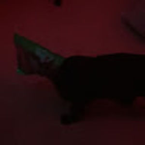 Meet your Posher, Sophia